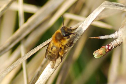Réf. 227 424 : Andrena angustior